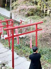 名古屋香積寺-鳥居、寺廟、紅葉與藍天，構成絕美畫面