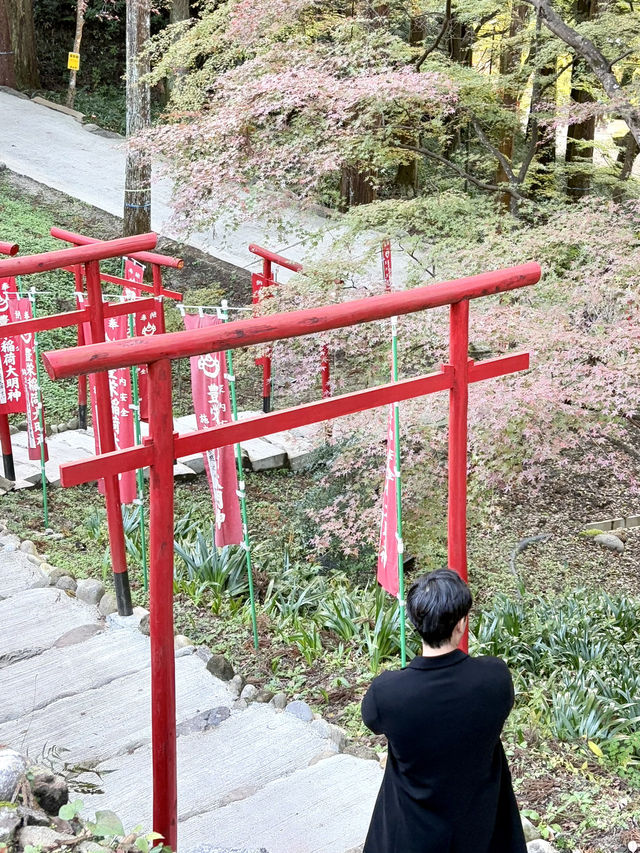 名古屋香積寺-鳥居、寺廟、紅葉與藍天，構成絕美畫面