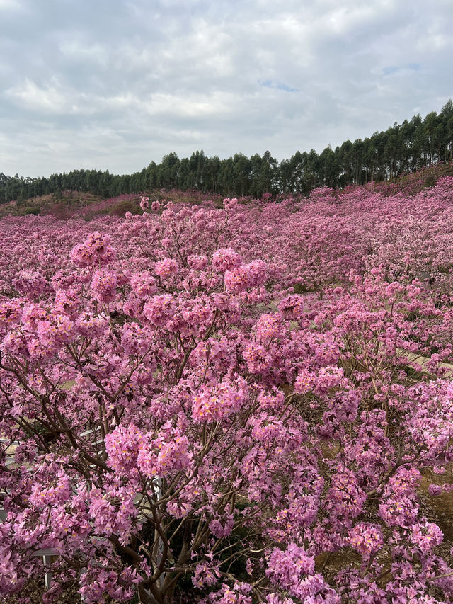 A Sea of Purple in China — Tabebuia impetiginosa