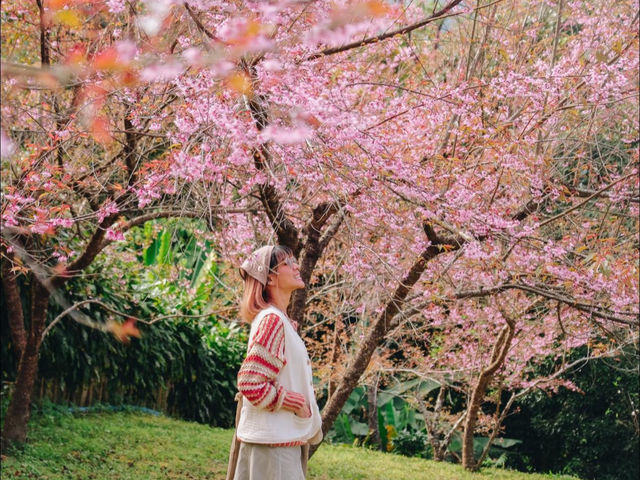 คาเฟ่ฟาร์มแกะสีชมพูแห่งขุนวาง เชียงใหม่เจ้า💕🌸