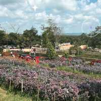 Lost in a sea of blooms at Songkhla Flower Farm  ✨🌸🌿