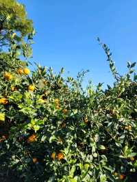 🍊제주도 동백꽃 명소 제주 마노르블랑