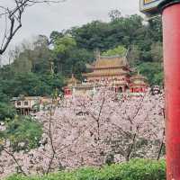 台北｜指南宮櫻花盛開，美不勝收