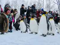 🇯🇵 北海道雪地上的企鵝遊行🐧