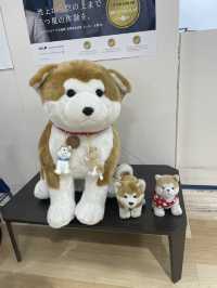Discover the Charm of Akita Airport