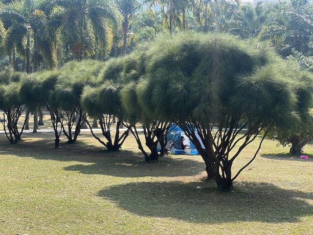 Urban Oasis in Shenzhen — The Lianhuashan Park