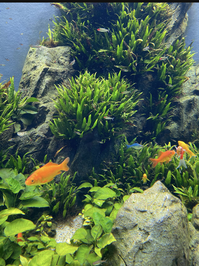 ナマケモノの餌やりが楽しめる！沖縄水族館
