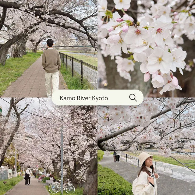 แจกแพลนดูซากุระที่โอซาก้า เกียวโต 🌸🍡🇯🇵
