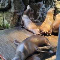 Osaka Aquarium Kaiyukan (海遊館) – One of the World’s Best Aquariums
