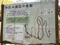 司馬庫斯巨木群步道～賞櫻兼看神木
