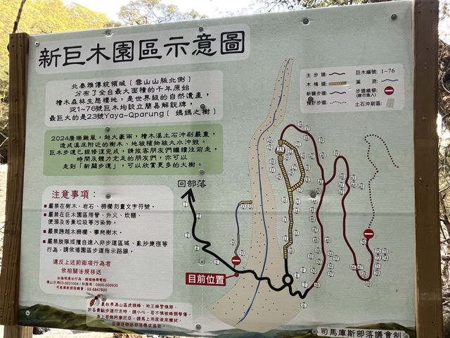 司馬庫斯巨木群步道～賞櫻兼看神木