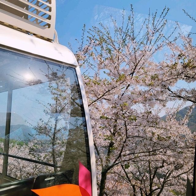 모노레일타고 벚꽃구경 가능한 화담숲!