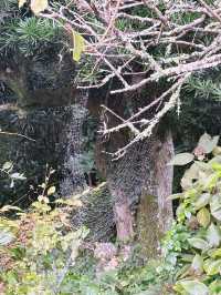  【神奈川県　北鎌倉の円覚寺でメディテーションと芥川文学の世界観に浸るひと時】