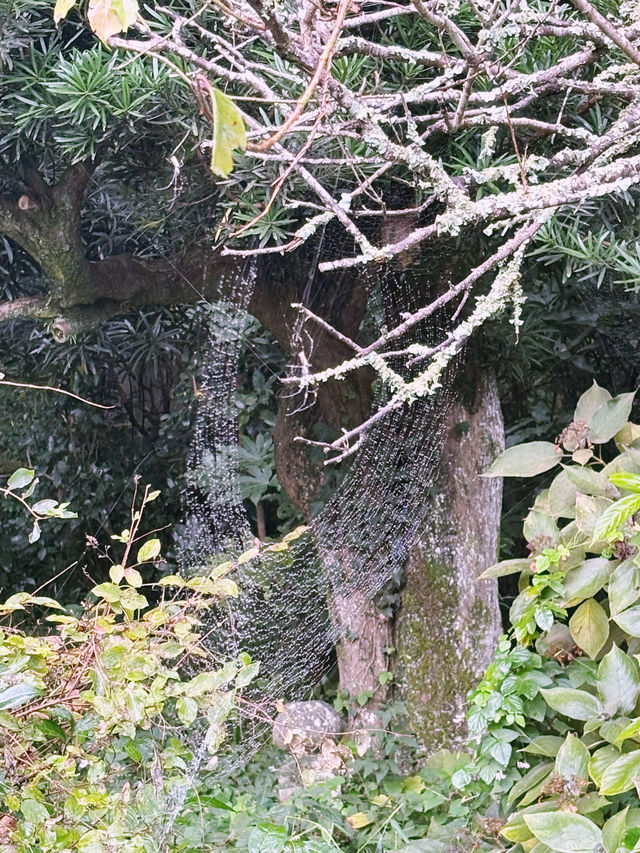  【神奈川県　北鎌倉の円覚寺でメディテーションと芥川文学の世界観に浸るひと時】