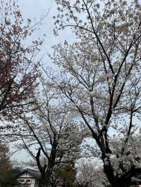 嵐山公園的櫻花：春天的夢幻絕景 🌸