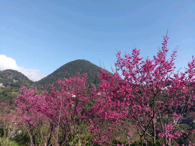 十八份水圳步道午后賞櫻散策