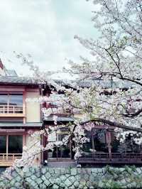 京都四條大橋下的櫻花夢 🌸✨