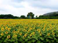 "Khao Yai: Thailand’s Breathtaking Escape to Nature"