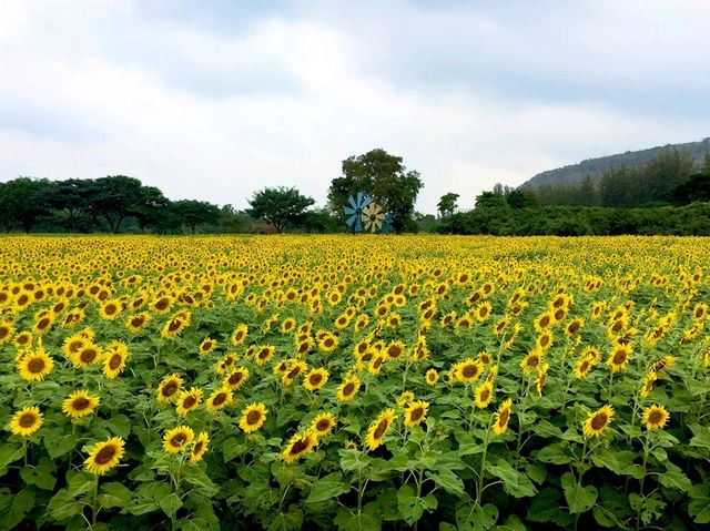 "Khao Yai: Thailand’s Breathtaking Escape to Nature"