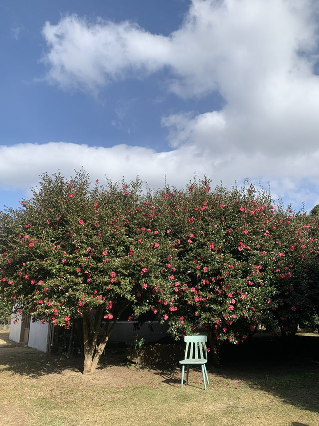 겨울제주는 🌺동백이지!