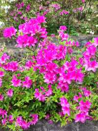 漫步士林官邸公園：歷史與花海的驚艷邂逅 🌸