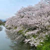 桜の名所。リフレクションも美しい。