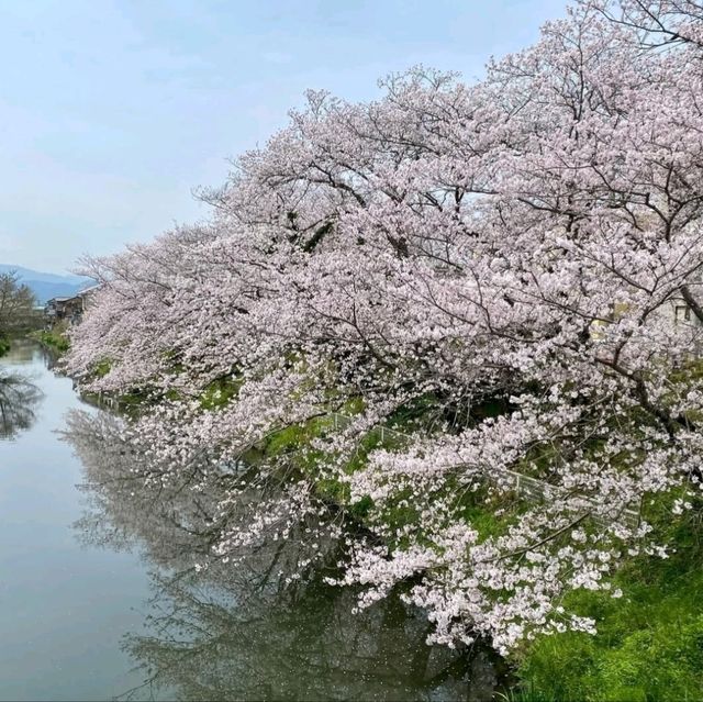桜の名所。リフレクションも美しい。