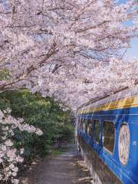 Most Beautiful Cherry Blossom spot at Jinhae