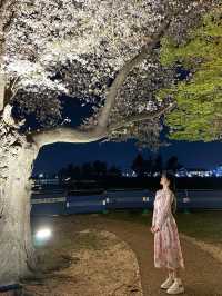 벚꽃 시즌엔 경주로 여행가보세요🌸