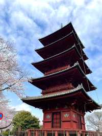 【東京×池上本門寺】 五重塔の参道に咲き乱れる桜が美しい