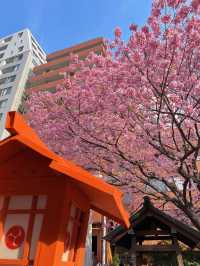 【東京】今だけ!!奇跡の絶景お花見スポット🌸