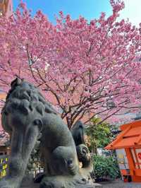 【東京】今だけ!!奇跡の絶景お花見スポット🌸