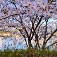 🌸 **釜山水營江邊步道櫻花觀賞遊覽分享** 🌸