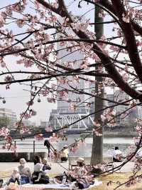 Chasing Sakura at Minato Mirai Yokohama