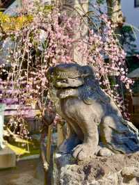 Springtime at Takagi Shrine🌸
