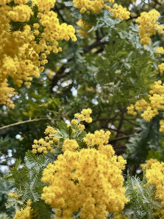 Mimosa & Kawazu Sakura: A Springtime Dream at Kuramae Shrine