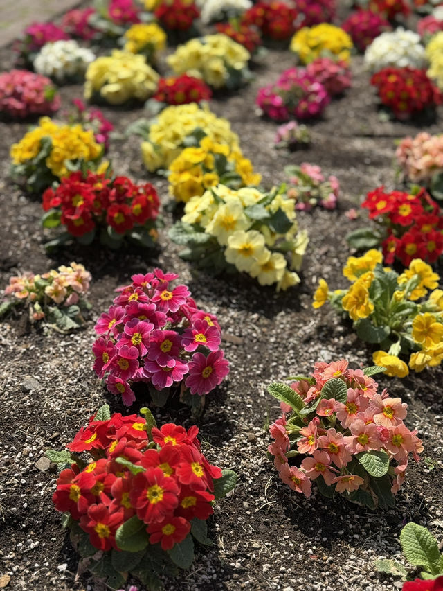 Full Bloom! Spring at Oyokogawa Shinsui Park🌷