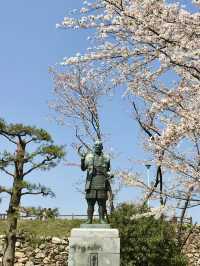 Cherry Blossoms in Full Bloom: Spring at Hamamatsu Castle