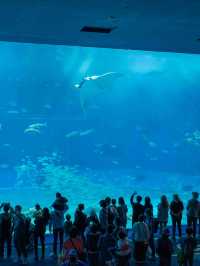 美ら海水族館 – 世界屈指の大水槽を体感🐠🌊