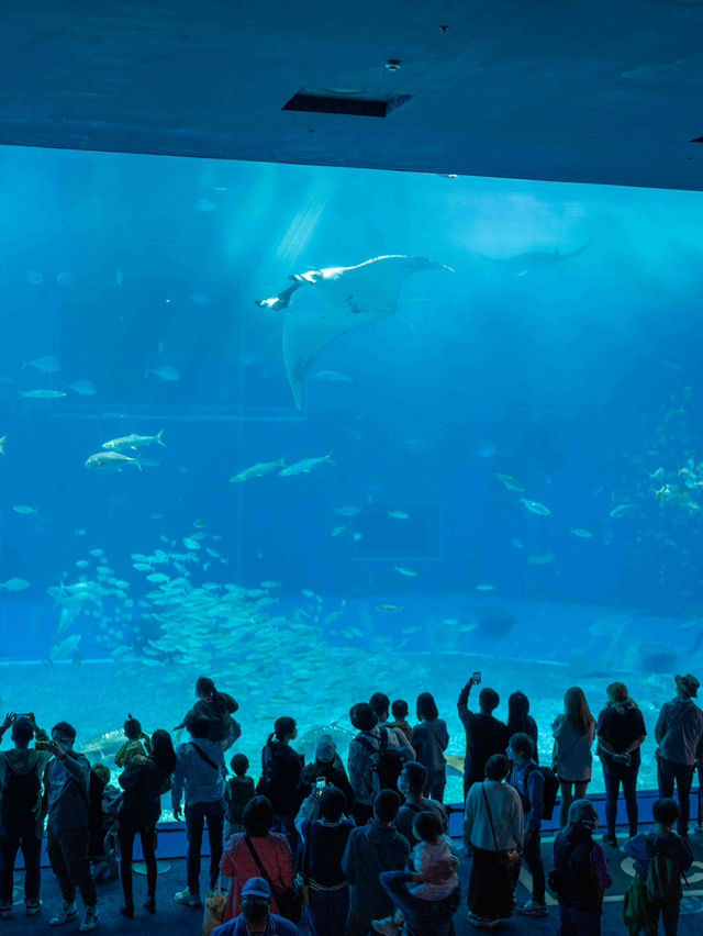 美ら海水族館 – 世界屈指の大水槽を体感🐠🌊