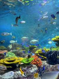 首爾之旅-Coex水族館（聽見你的聲音拍攝地）