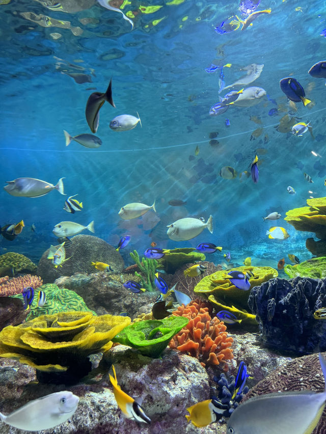 首爾之旅-Coex水族館（聽見你的聲音拍攝地）