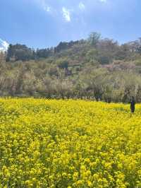 【福島×春旅】 70年以上かけ華族で作った花見山公園