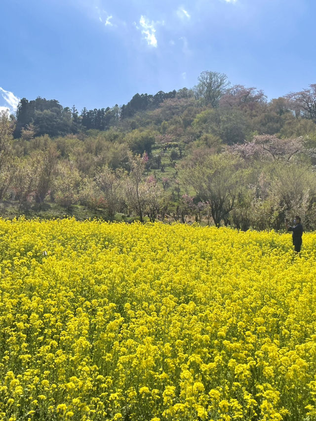 【福島×春旅】 70年以上かけ華族で作った花見山公園