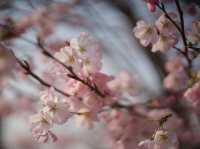 【名古屋】春のお花見定番スポットの鶴舞公園へ行こう！