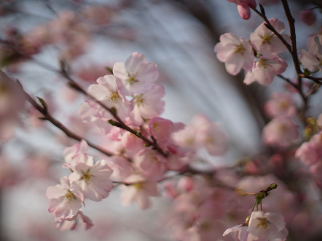 【名古屋】春のお花見定番スポットの鶴舞公園へ行こう！