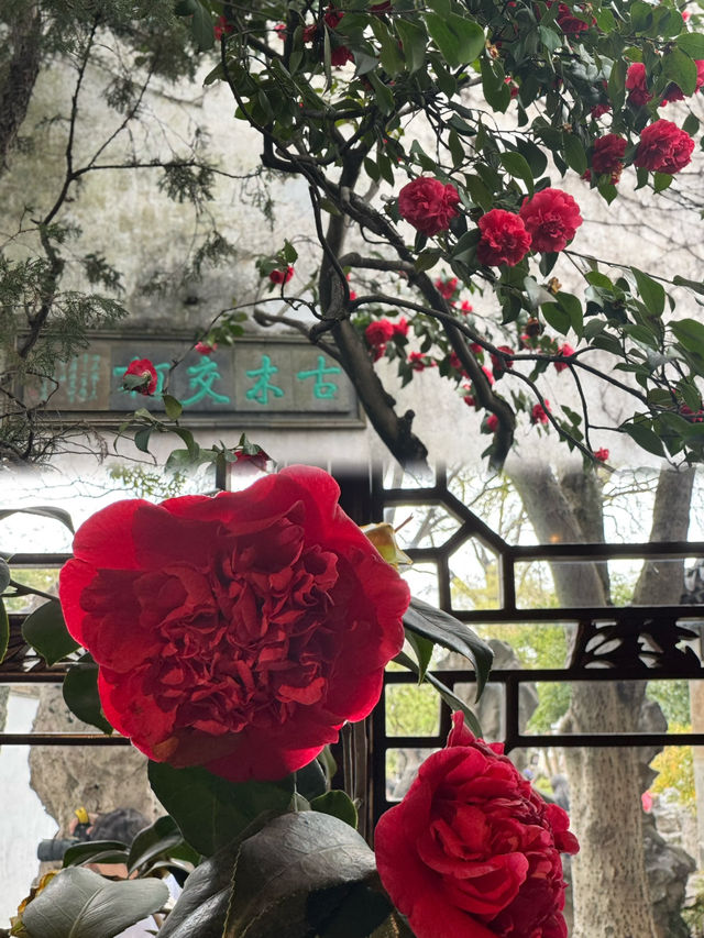 A Camellia Lover’s Dream: The Enchanting Liuyuan Camellia Exhibition