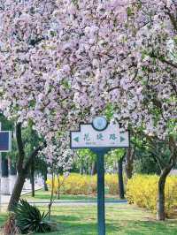 Tianjin University Crabapple Blossom Season 🌸 | 2025 Visit Guide & Reservation Info