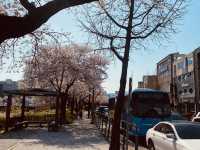 Yuseong's Sunny Spectacle: A Cherry Blossom Dreamscape in Full Glory