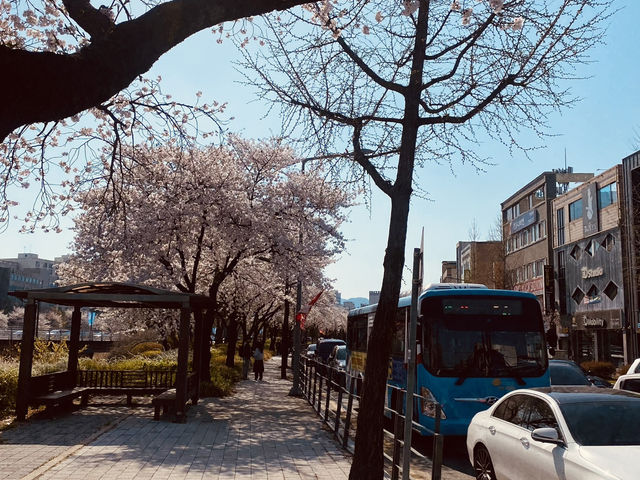 Yuseong's Sunny Spectacle: A Cherry Blossom Dreamscape in Full Glory